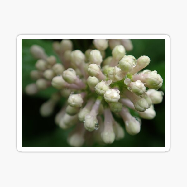 Lilac Buds with Dew Sticker