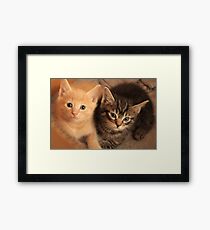 kittens Framed Print
