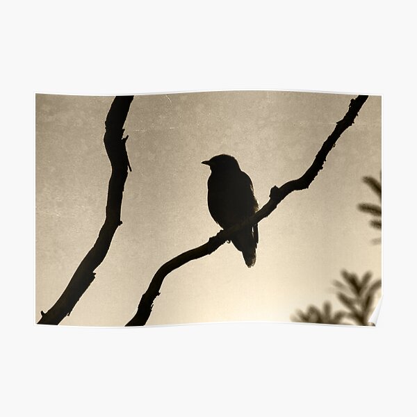 Morning Silhouette Poster