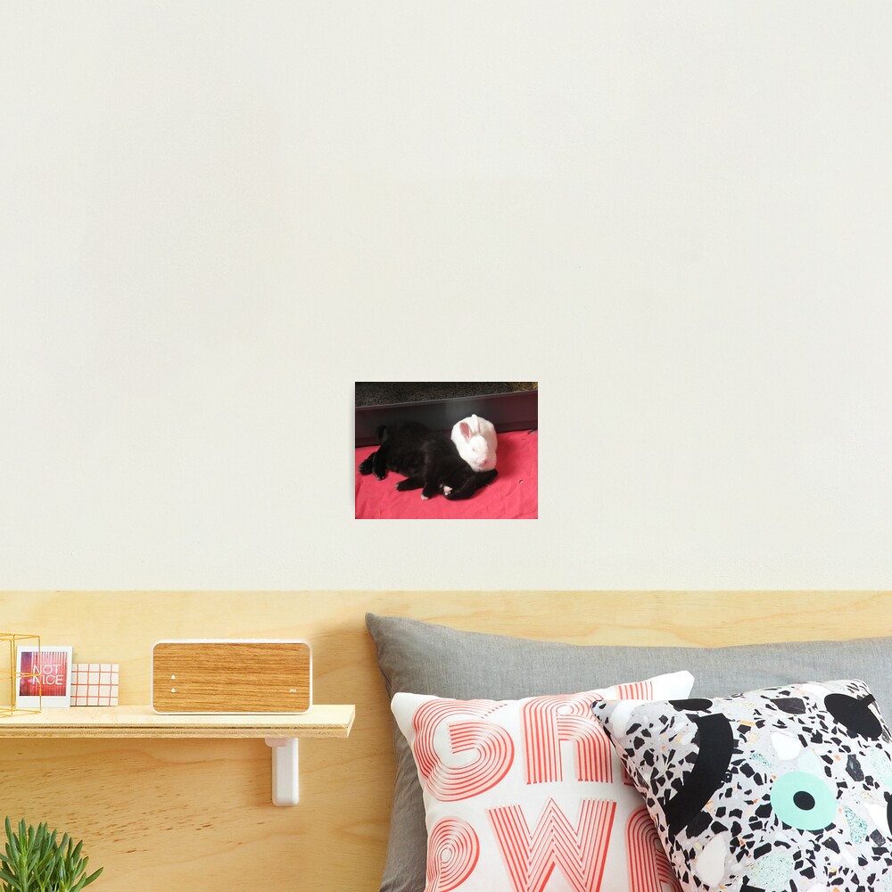 Comfortable partnership Photographic Print