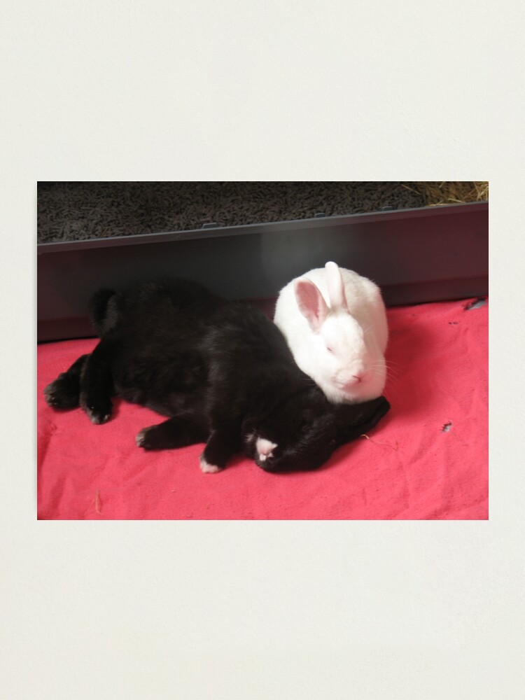 Alternate view of Comfortable partnership Photographic Print