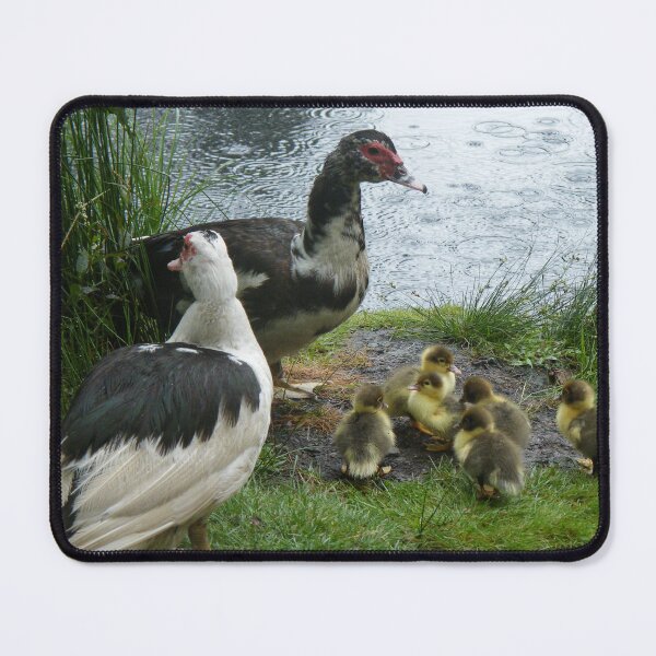 Item preview, Muscovy Ducks with Ducklings designed and sold by imphavok.