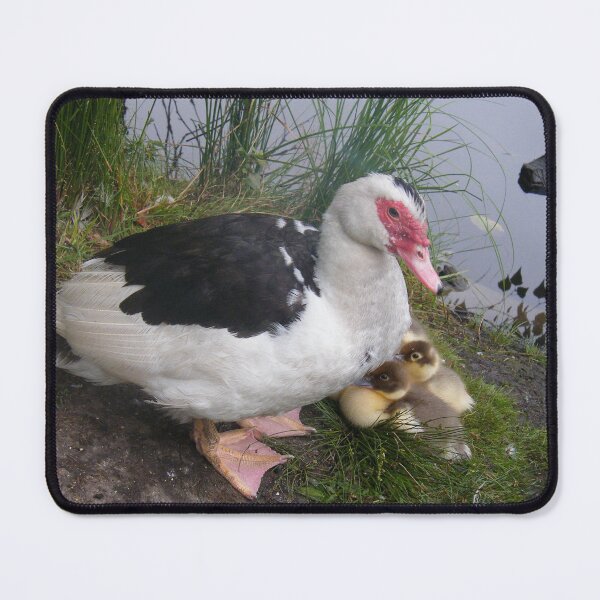 Item preview, Muscovy Mother and Ducklings designed and sold by imphavok.
