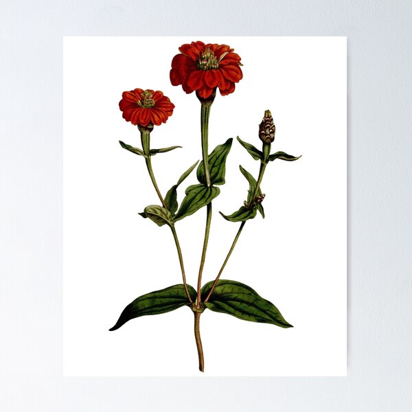 Item preview, Botanical Art Single Red Zinnia designed and sold by MochaMeli.