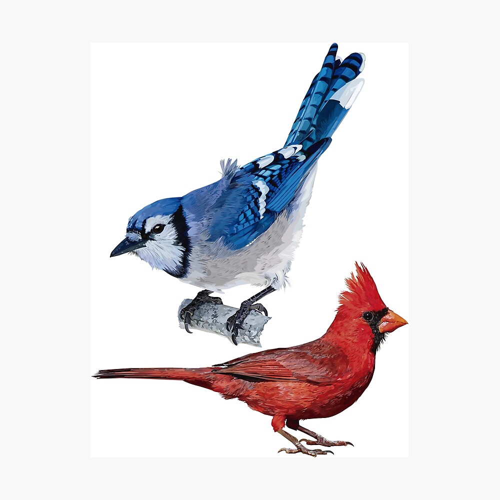 Cardinal and Blue Jay  Blue jay bird, Blue jay, Blue jay tattoo