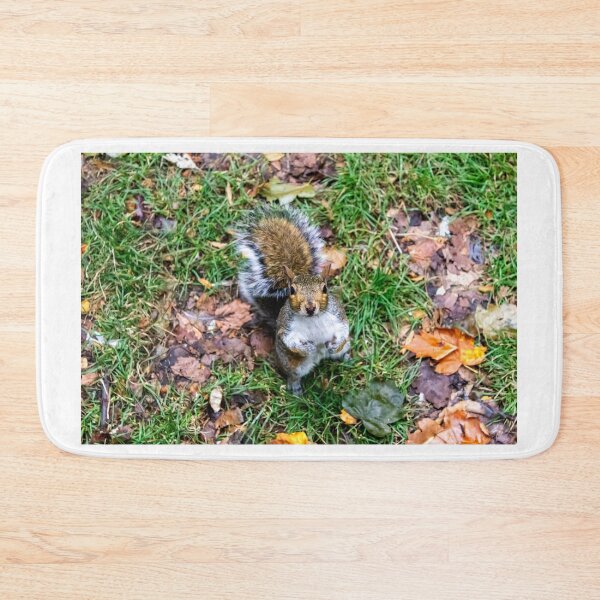 Item preview, Squirrel asking for food designed and sold by Natimo-Studio.
