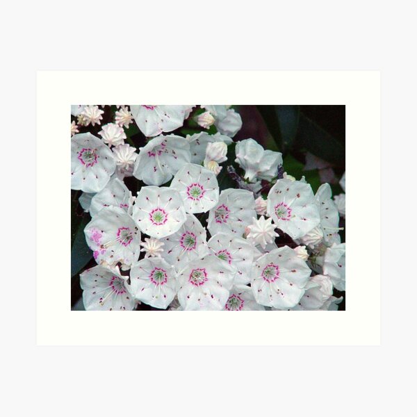 Mountain Laurel Art Print