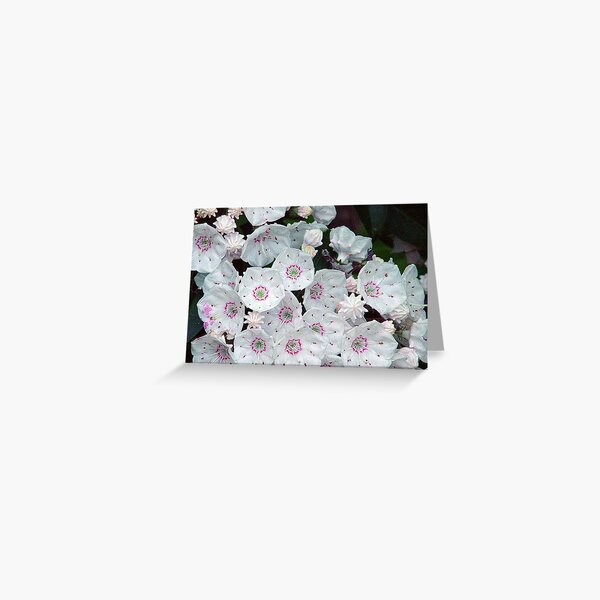 Mountain Laurel Greeting Card