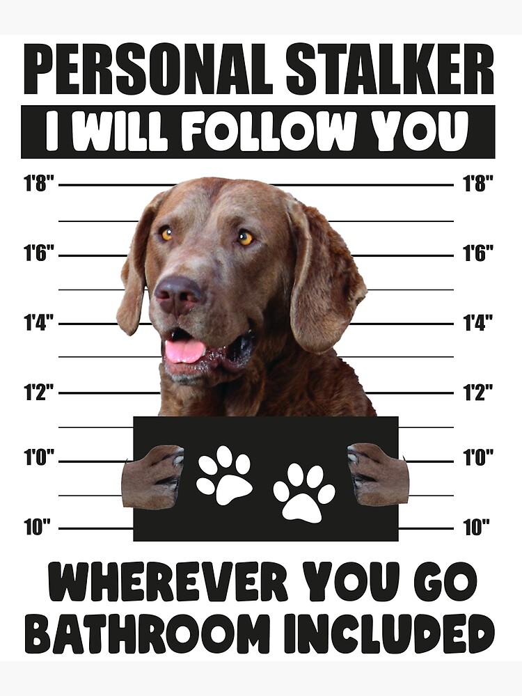 Chesapeake Bay Retriever T-Shirt Dog Owner Gift - Dog Joke Chesapeake Bay Retriever T-Shirt Dog Owner Gift - Dog Joke