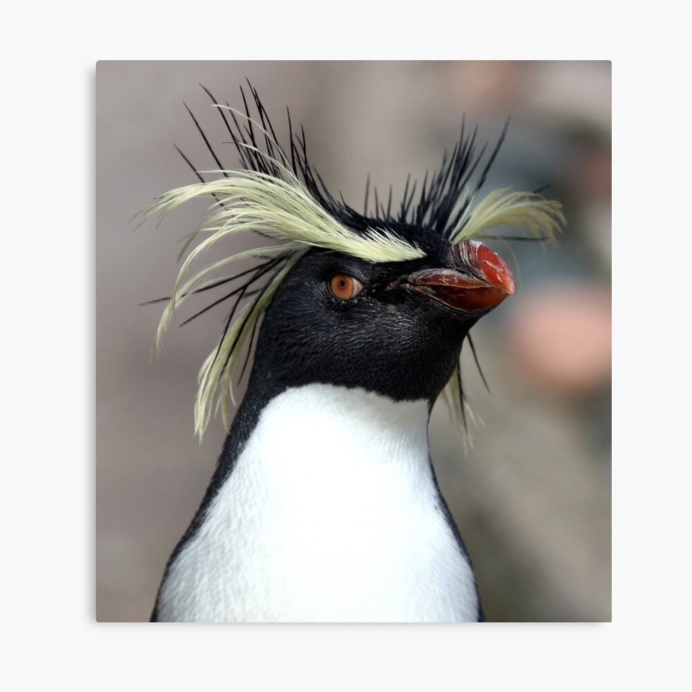 Pingouin avec cheveux