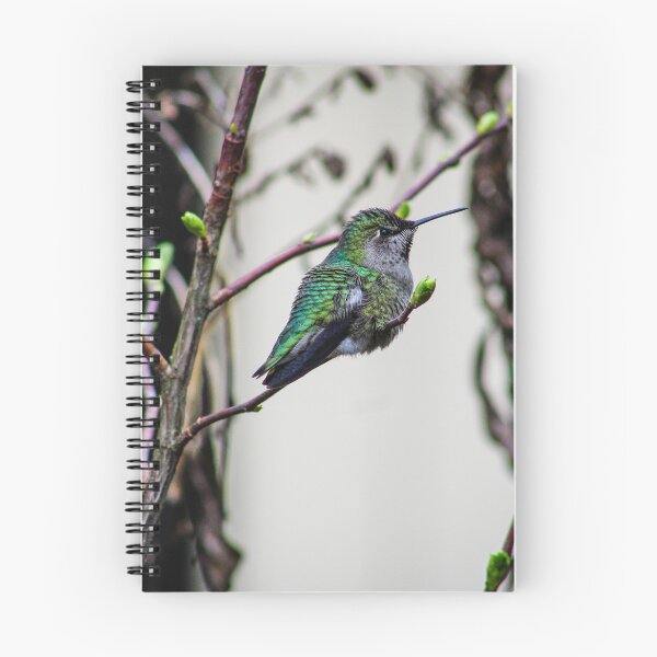 Item preview, Hummingbird, Seward Park, Seattle designed and sold by ShleeSnaps.