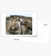 Muzzle nuzzle Postcards