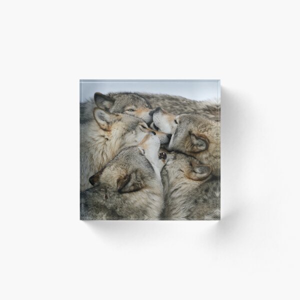 Muzzle nuzzle Acrylic Block