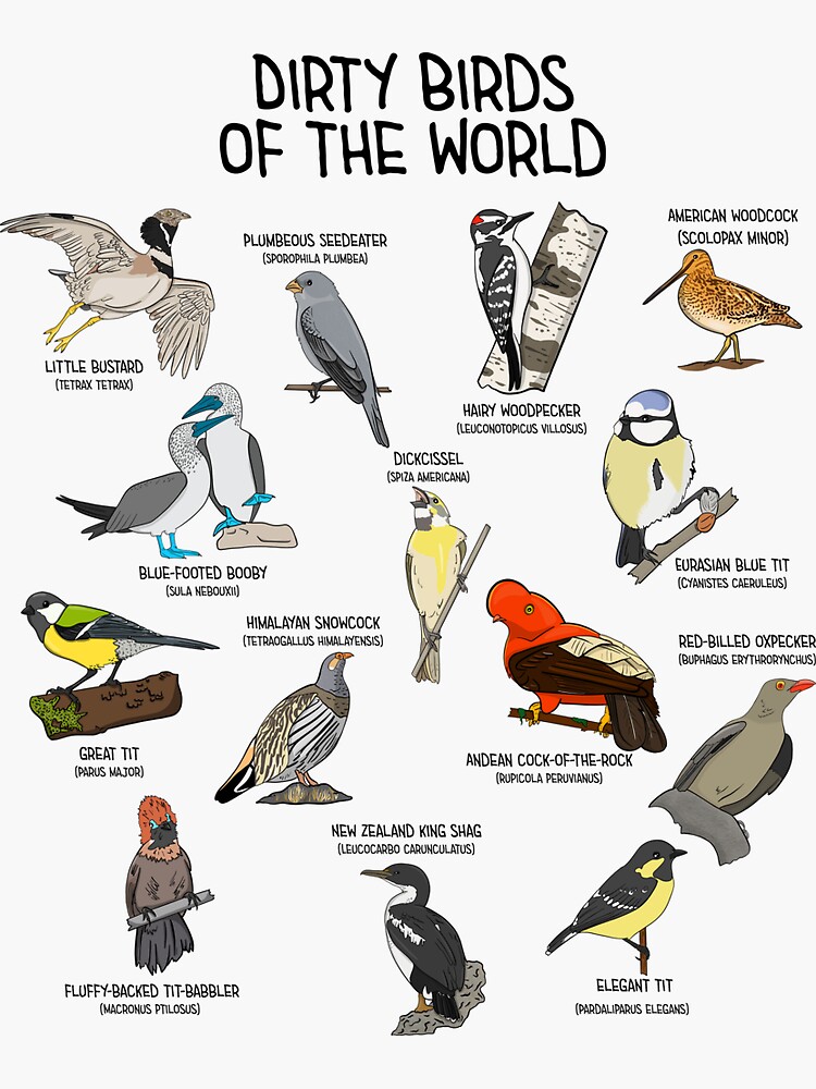"Dirty Birds Of The World Funny Bird Watcher Birdwatching " Sticker for