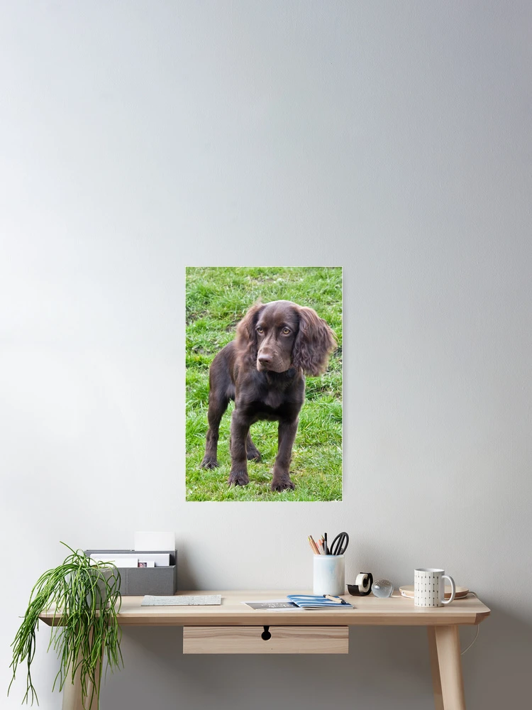 Thumbnail 2 of 3, Poster, Cocker Spaniel designed and sold by Chris Clark.