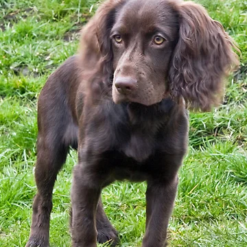 Artwork thumbnail, Cocker Spaniel by Chris Clark