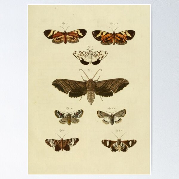 Item preview, Naturalist Moths designed and sold by BlueSpecsStudio.