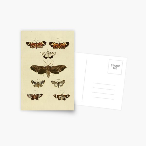 Item preview, Naturalist Moths designed and sold by BlueSpecsStudio.