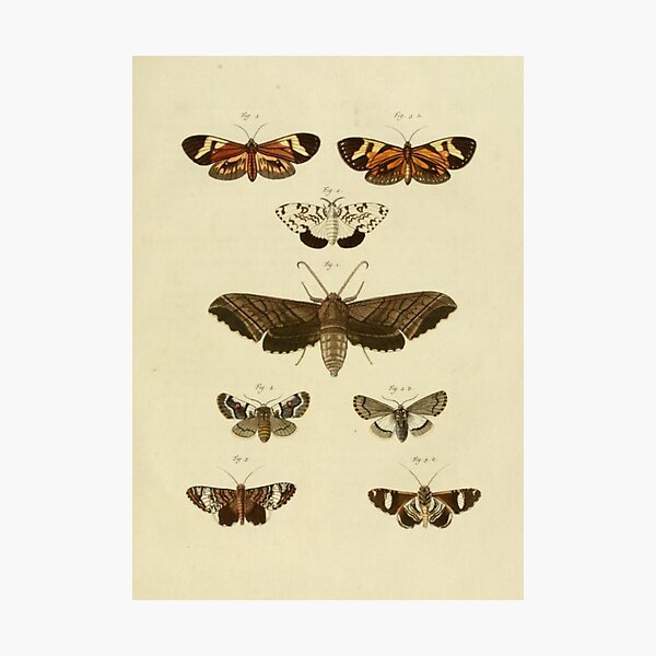 Item preview, Naturalist Moths designed and sold by BlueSpecsStudio.