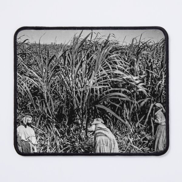 Item preview, Cutting sugar cane, Baton Rouge, La. designed and sold by lobodelnoir.