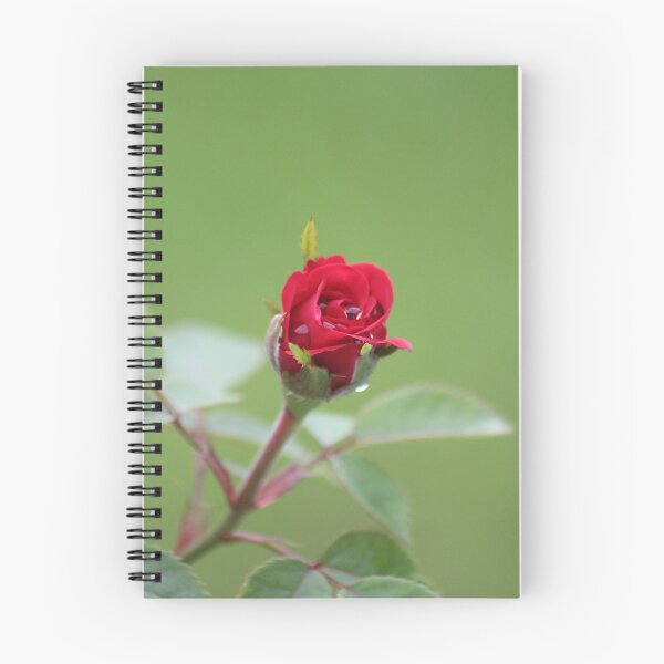 Item preview, New Rose designed and sold by Bob Hardy.