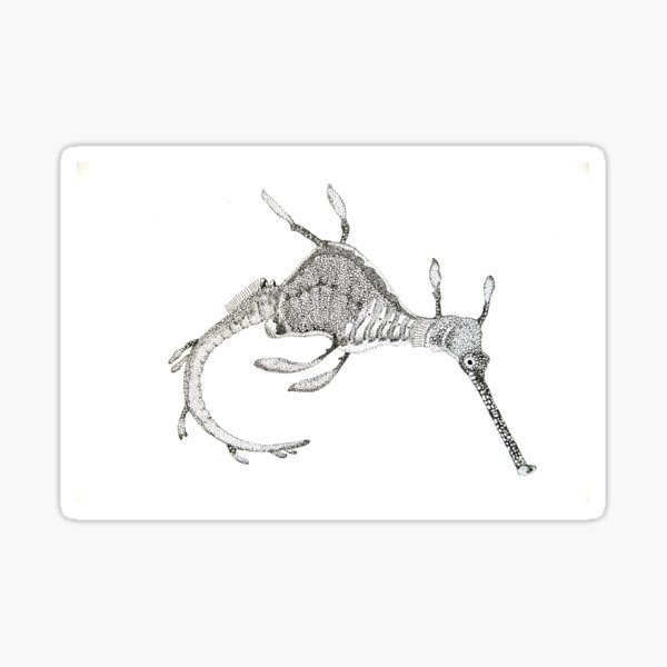 Weedy seadragon ink drawing - Phyllopteryx taeniolatus Sticker