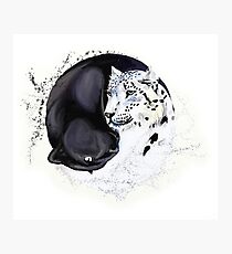 Snow Leopard & Panther Balance Photographic Print