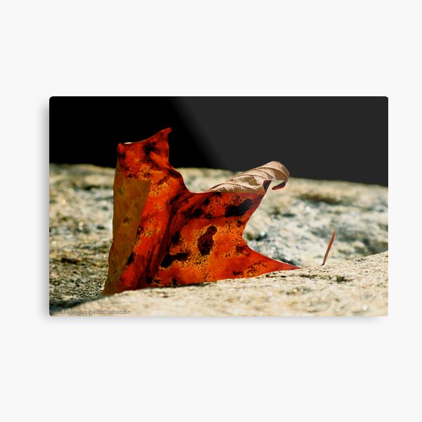 Emergence Metal Print