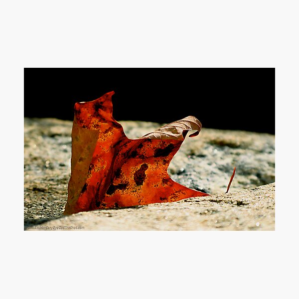 Emergence Photographic Print