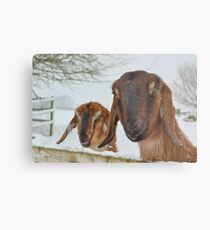 Goats in the snow Metal Print