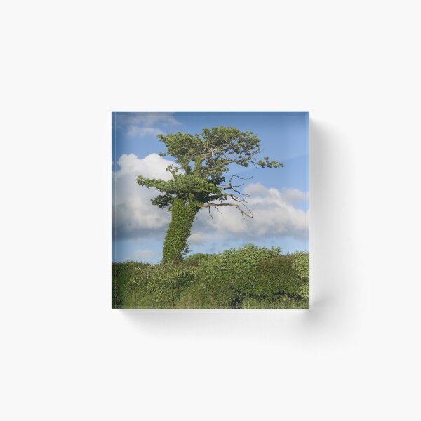 Item preview, A lone Ivy covered tree designed and sold by Pete Hemington.