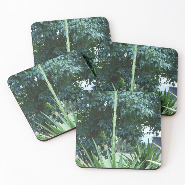 Item preview, Gymea ,Doryanthes excelsa - Gymea Lilly designed and sold by Lozzar Flowers & Art.