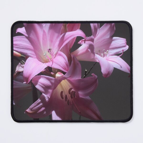 Item preview, Amaryllis Belladonna designed and sold by Pickleisgreen.