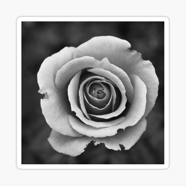 "BLACK AND WHITE SHIRT" Sticker for Sale by THESHIRTROYALTY Redbubble