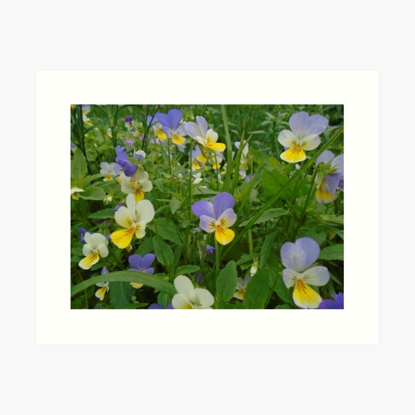 Item preview, heartsease designed and sold by Karen Chard.