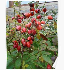 rose hips Poster