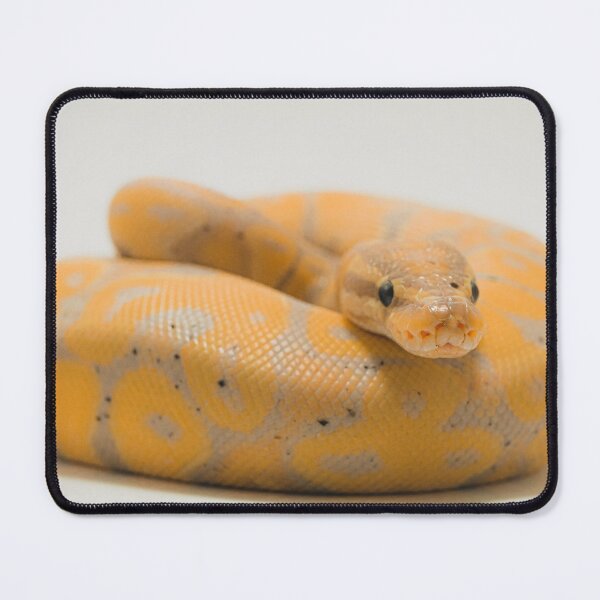 Item preview, Orange x Skin x Head  designed and sold by HouseOvN.
