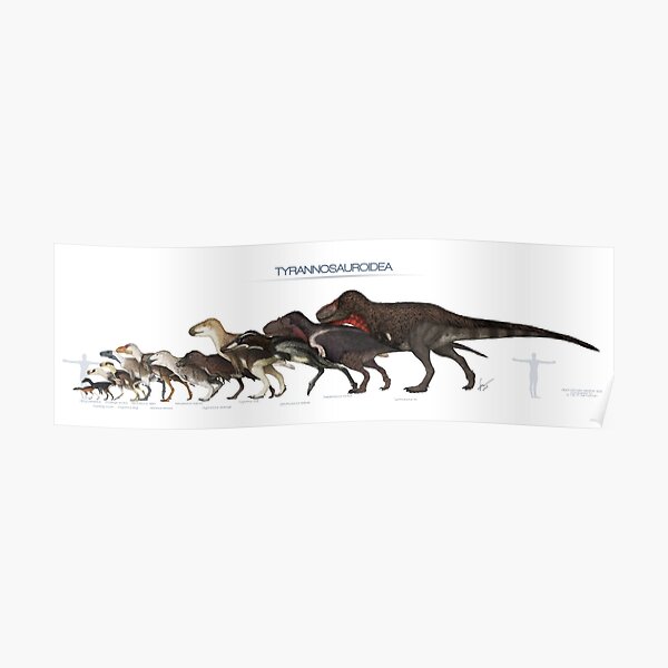 Tyrannosauroid Dinosaurs Size Poster