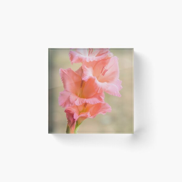 Item preview, Gladioli designed and sold by JEZ22.