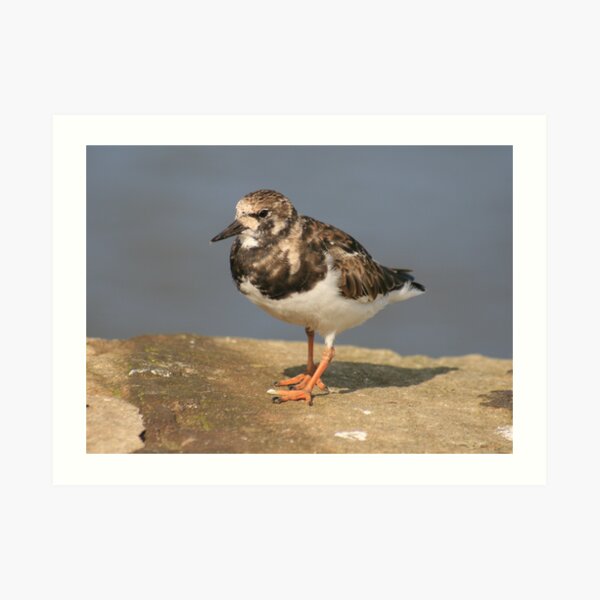 Turnstone Art Print