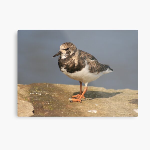 Turnstone Metal Print