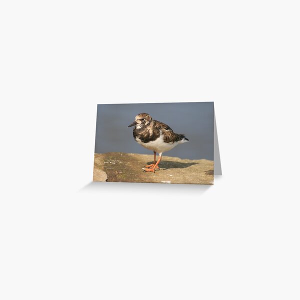 Turnstone Greeting Card