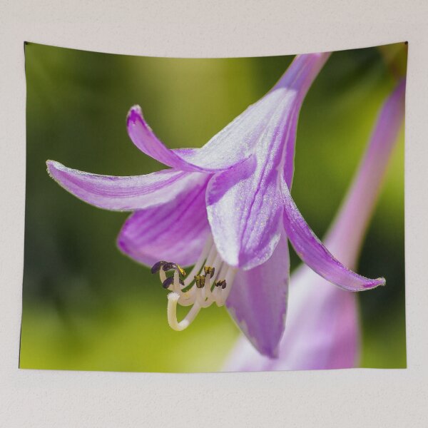 Item preview, Hosta designed and sold by John Velocci.