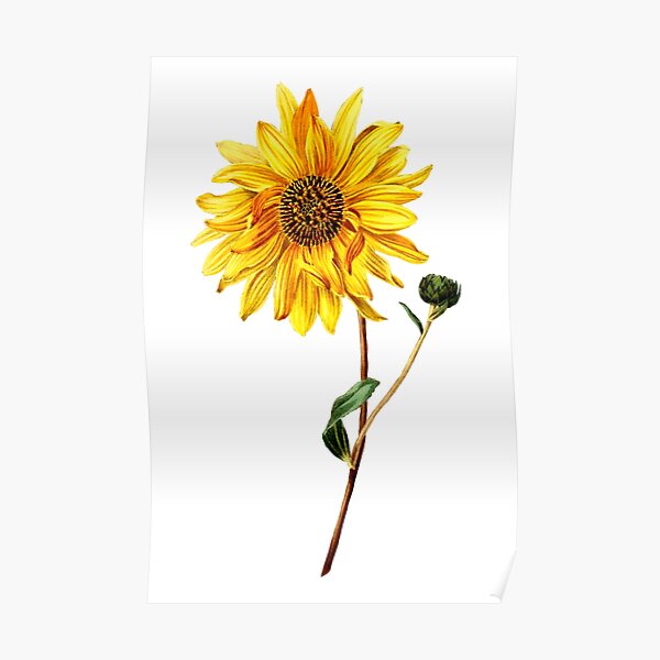 "Vintage Sunflower Botanical Illustration" Poster for Sale by JoyforU
