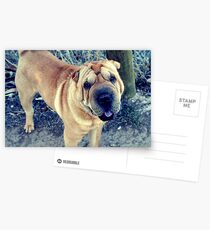 Shar Pei Postcards