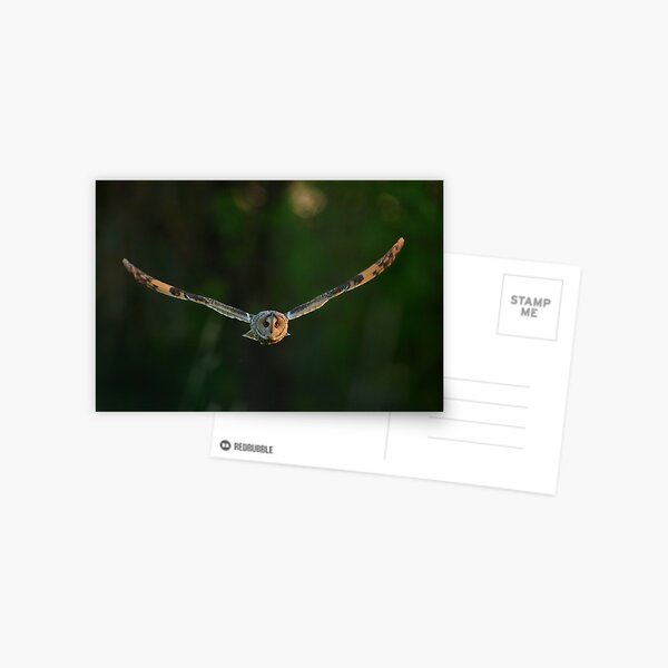 Long-eared Owl Postcard