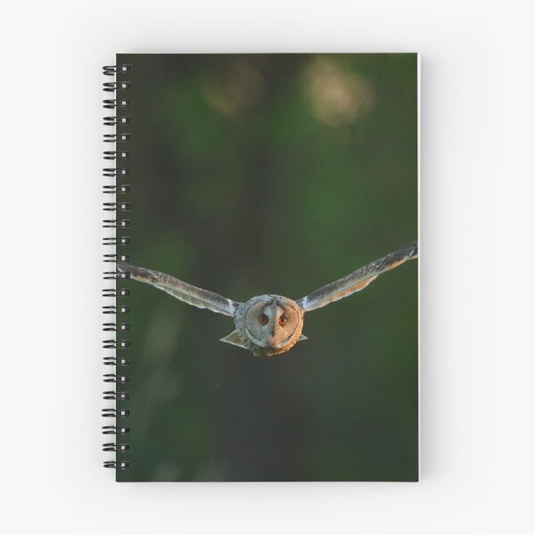 Item preview, Long-eared Owl designed and sold by Remo Savisaar.