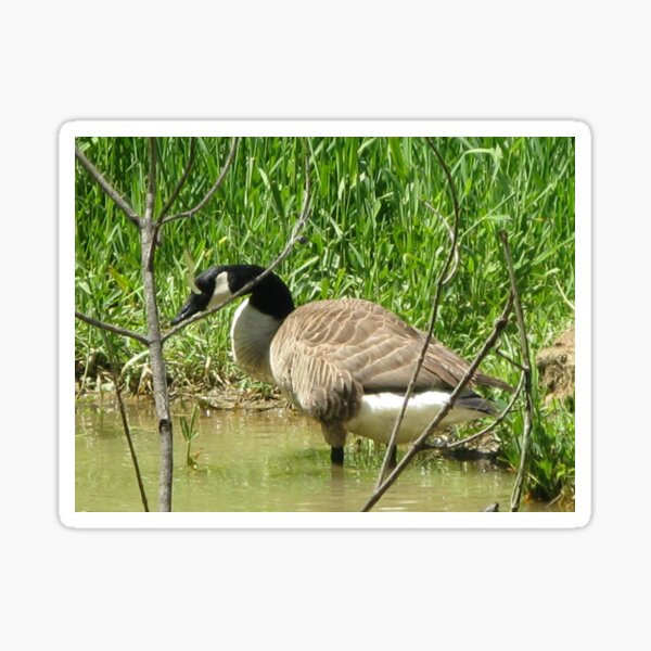 Wading In The Water Sticker