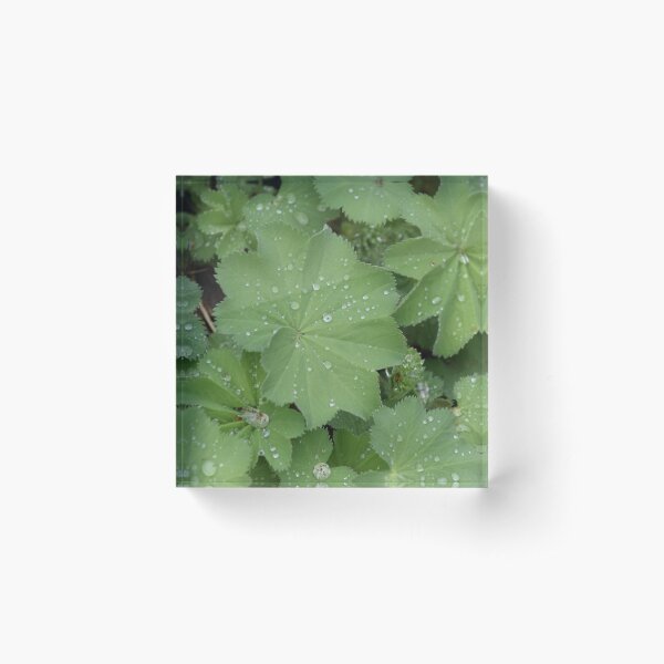 Item preview, Dew on Leaves designed and sold by MontanaWolves21.
