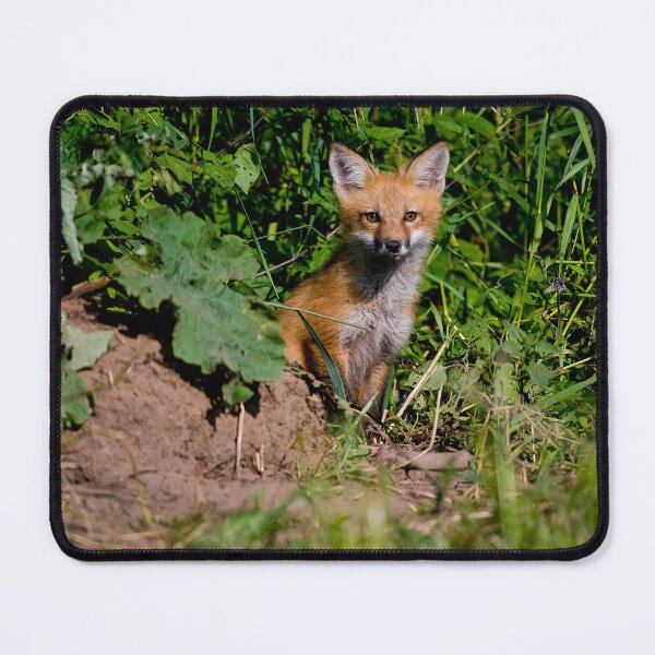 Artikelvorschau, Rotfuchs-Kit entworfen und verkauft von Fox-Images.